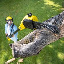 Reliable Turpin Hills, OH Tree Services Solutions