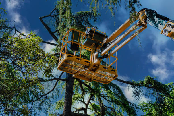 Best Emergency Tree Removal  in Turpin Hills, OH